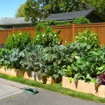 Raised Bed