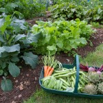 Vegetable Garden