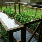 Vegetable Garden