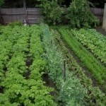 Vegetable Garden