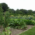 Vegetable Garden