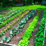 Vegetable Garden