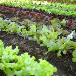 Vegetable Garden